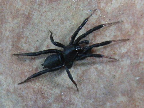 Zelotinae